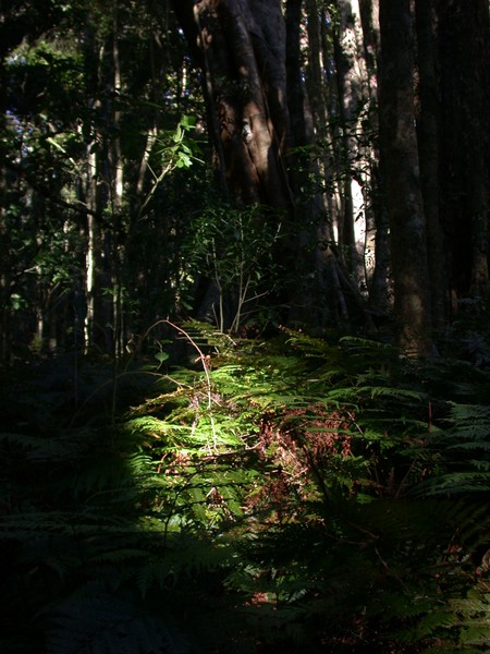 Rain Forest